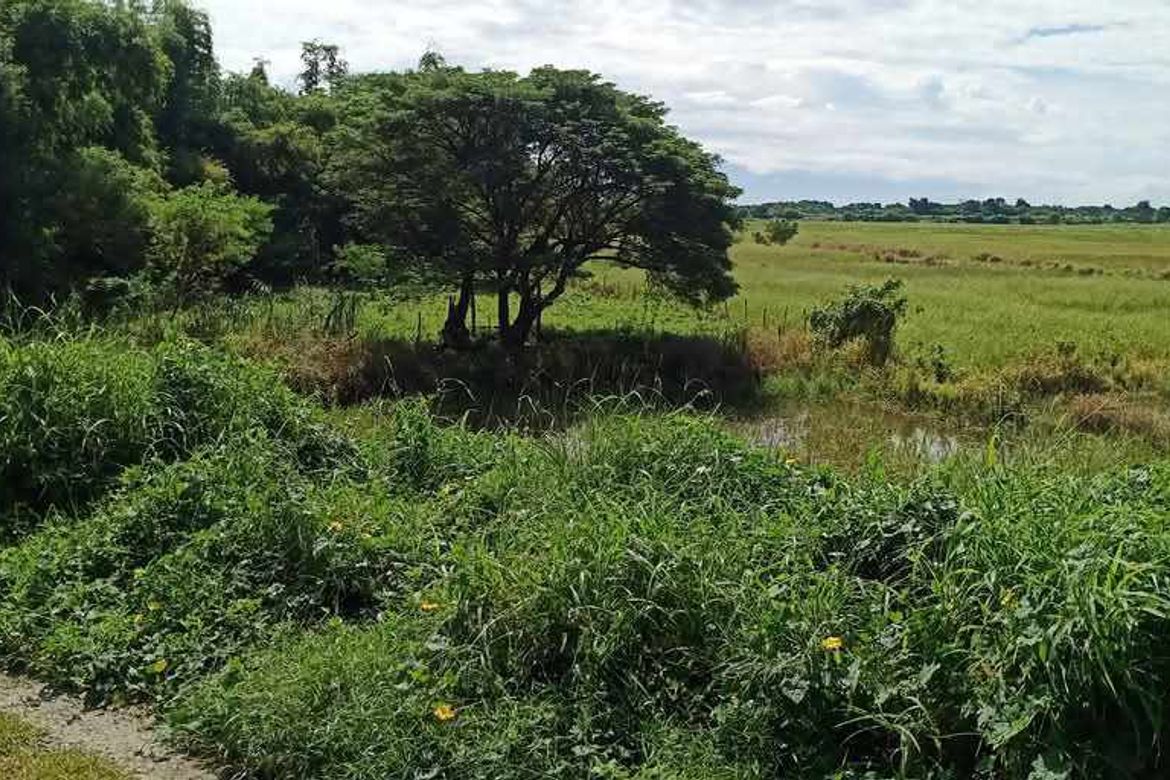 Land for Sale in San Isidro, La Paz, Tarlac – photo 6