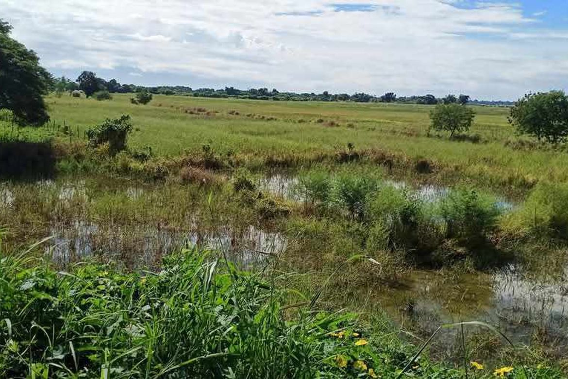 Land for Sale in San Isidro, La Paz, Tarlac – photo 7