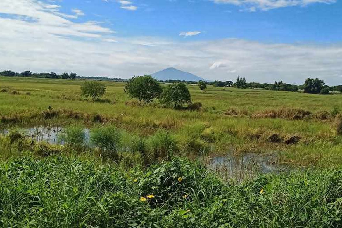 Land for Sale in San Isidro, La Paz, Tarlac – photo 8