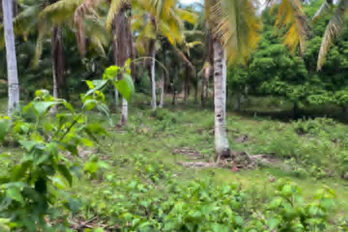 Land for Sale in San Isidro, Samal, Davao del Norte – photo 5