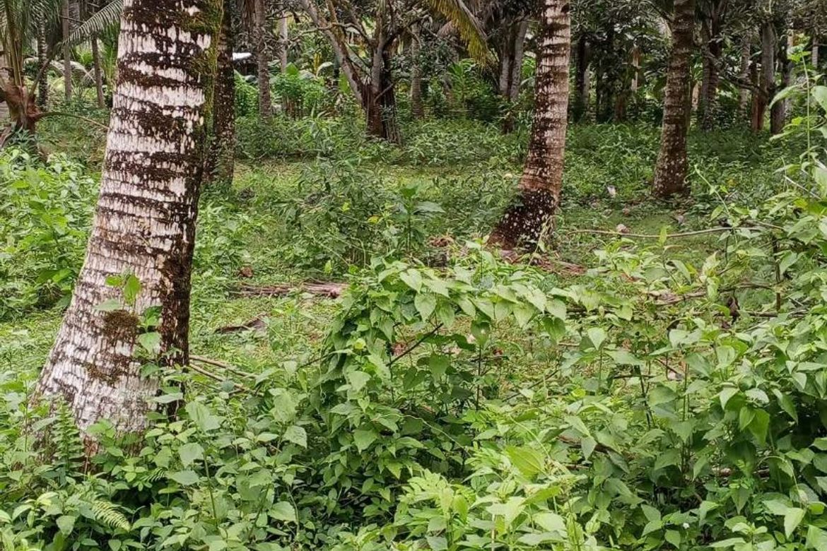 Land for Sale in San Isidro, Samal, Davao del Norte – photo 2