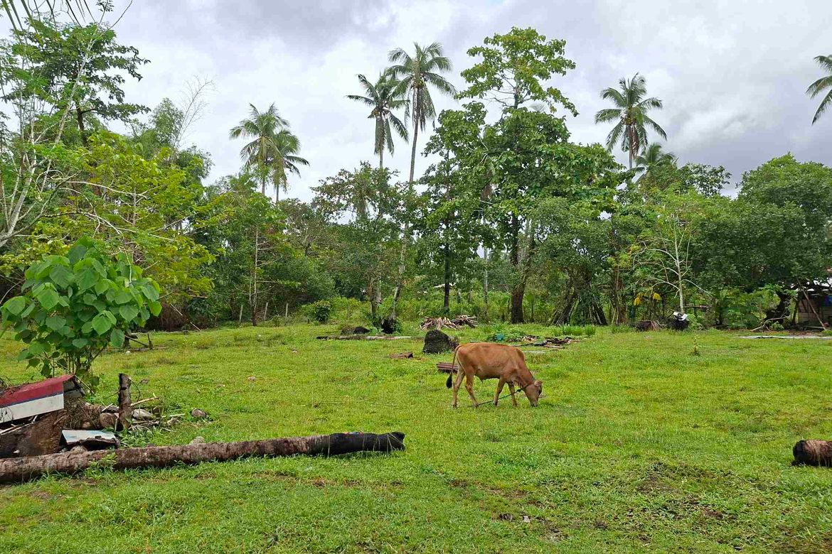 Land for Sale in San Isidro, San Vicente, Palawan – photo 5