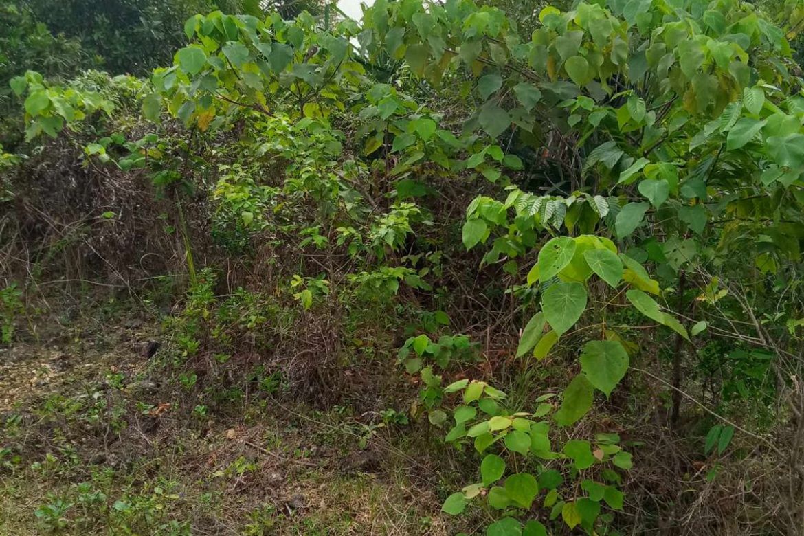 Land for Sale in San Isidro, Tagbilaran, Bohol – photo 3
