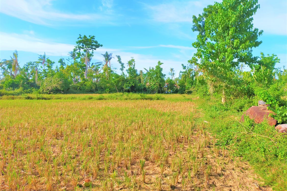 Land for Sale in San Isidro, Talibon, Bohol – photo 4