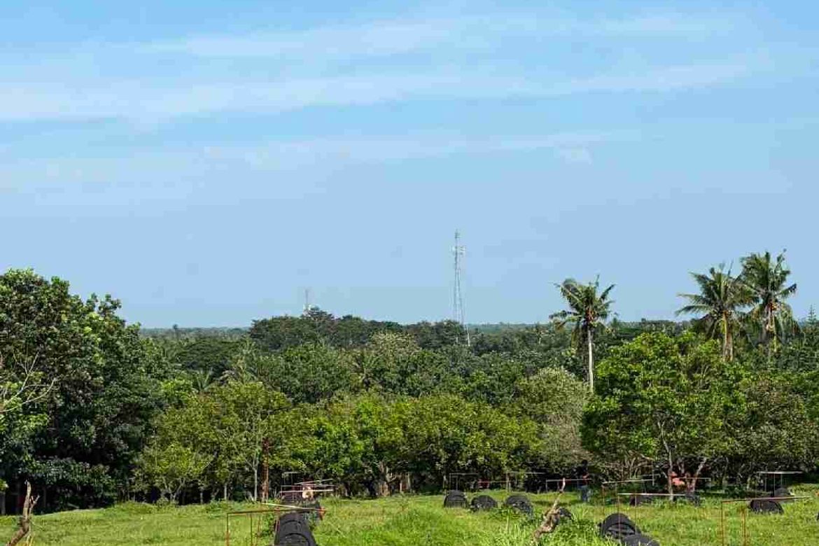 Land for Sale in San Isidro, Tiaong, Quezon – photo 4