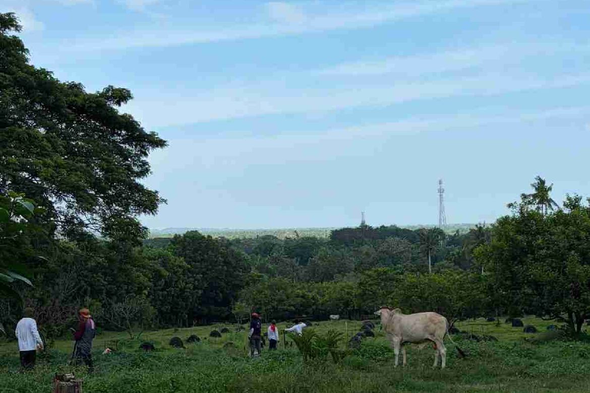 Land for Sale in San Isidro, Tiaong, Quezon – photo 5