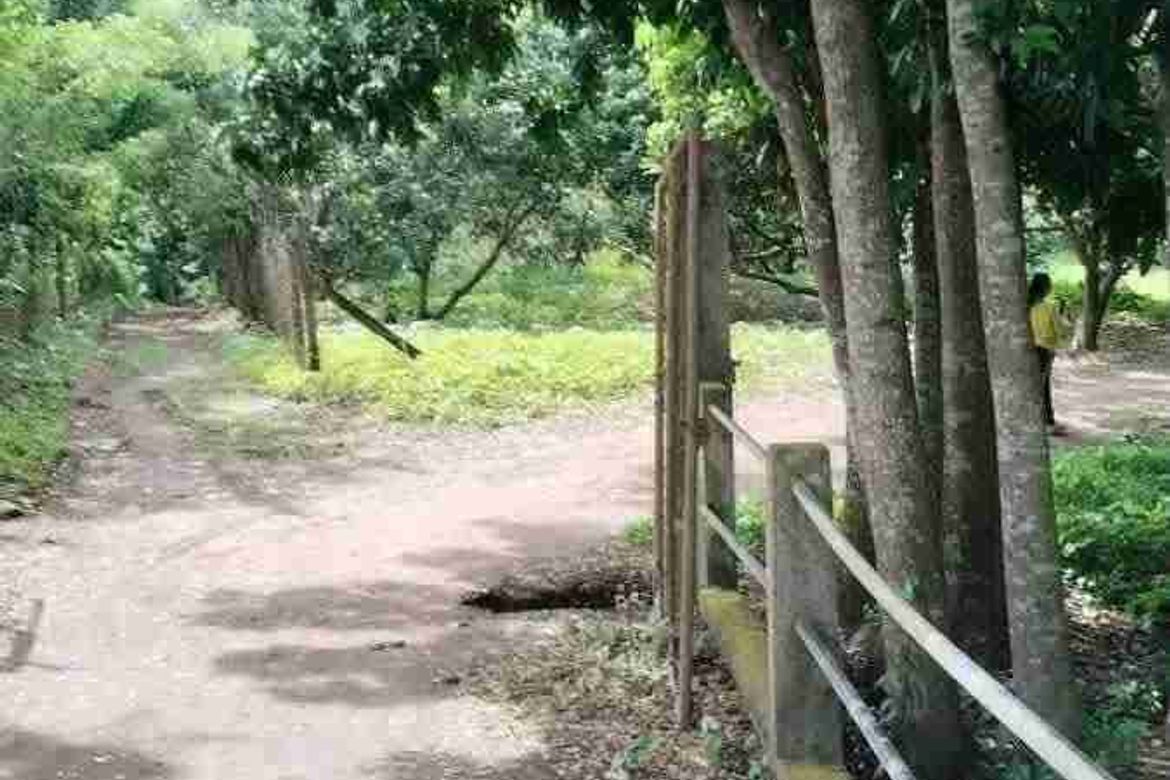 Land for Sale in San Isidro, Tiaong, Quezon