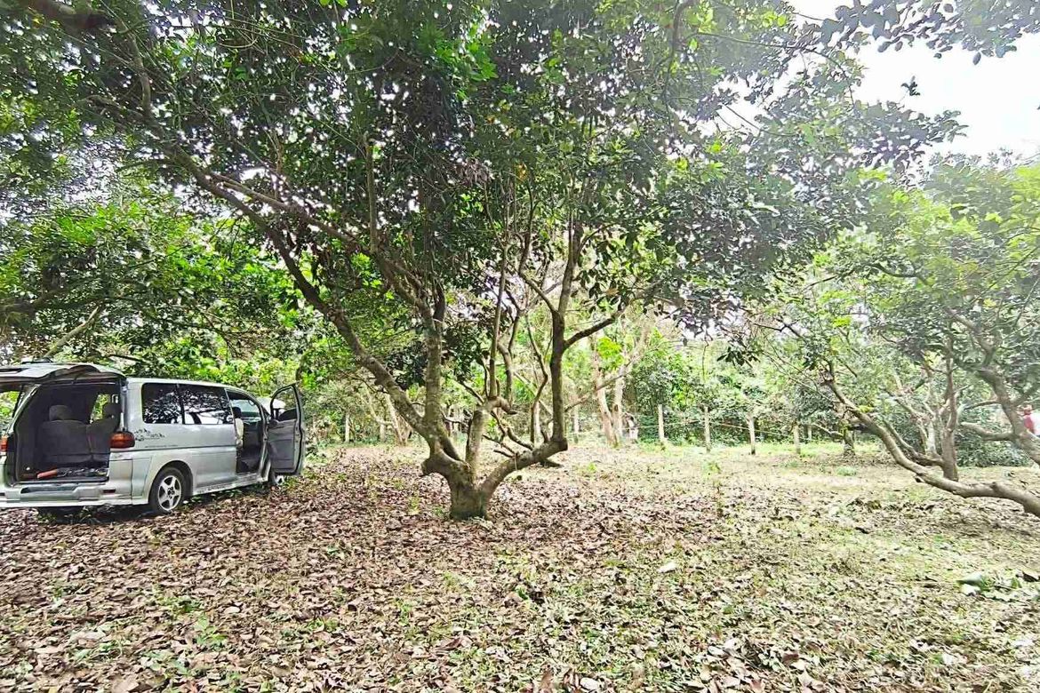 Land for Sale in San Isidro, Tiaong, Quezon – photo 3