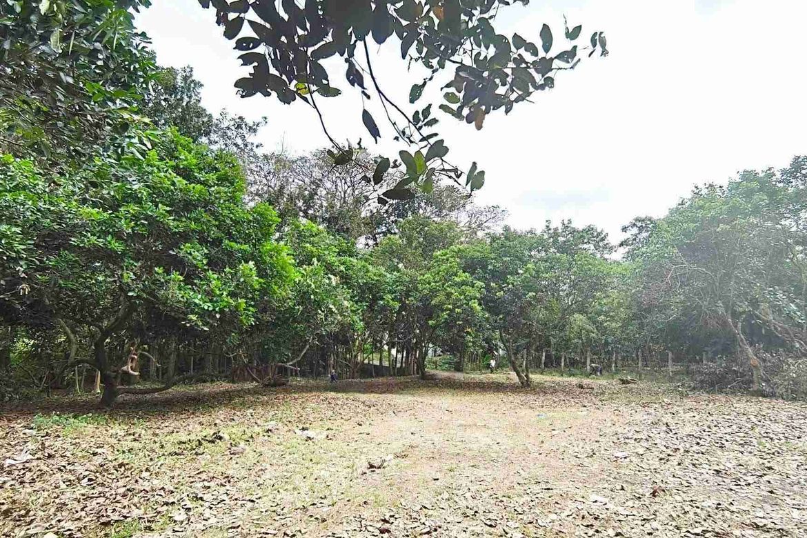 Land for Sale in San Isidro, Tiaong, Quezon – photo 4