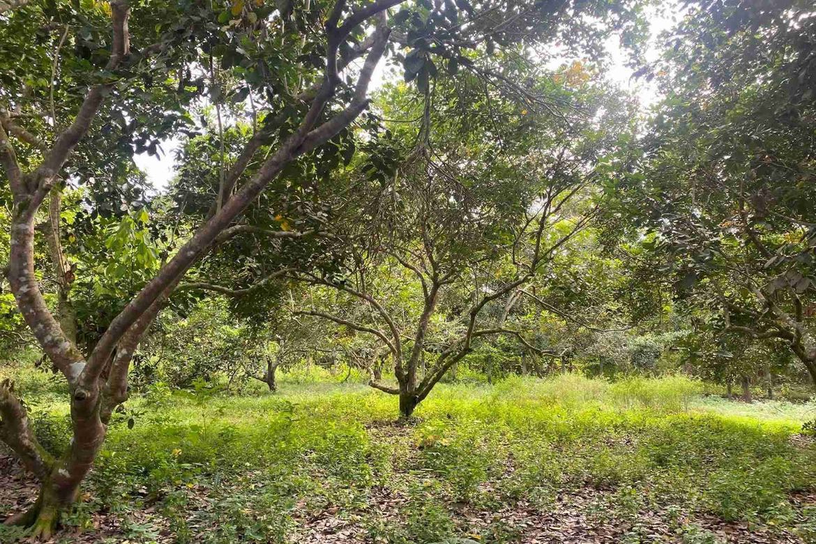 Land for Sale in San Isidro, Tiaong, Quezon – photo 5