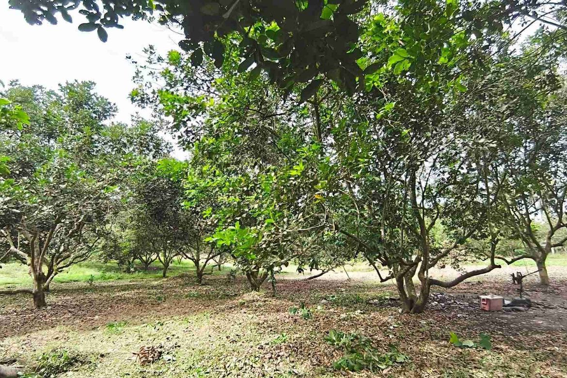Land for Sale in San Isidro, Tiaong, Quezon – photo 8