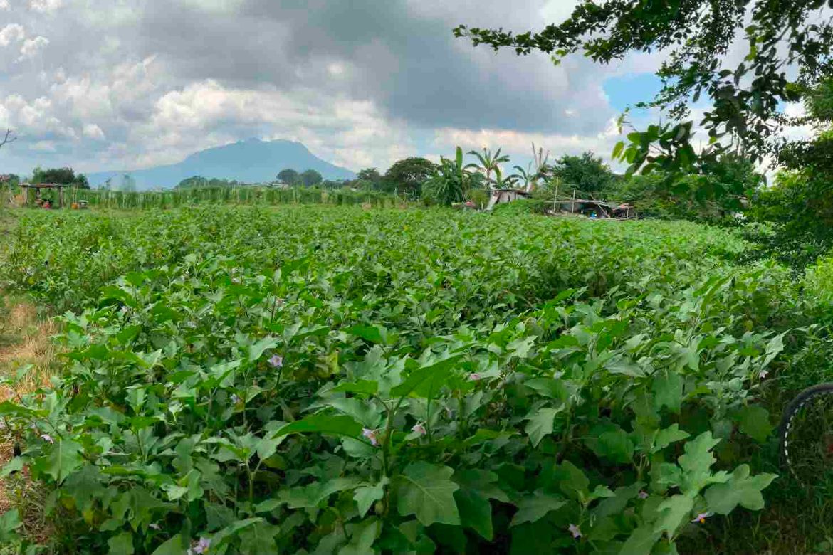 Land for Sale in San Jose, Calamba, Laguna – photo 5