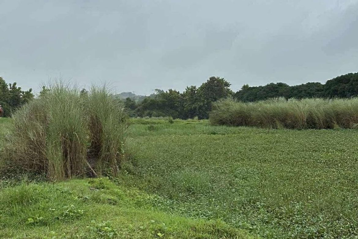Land for Sale in San Jose, Concepcion, Tarlac – photo 2