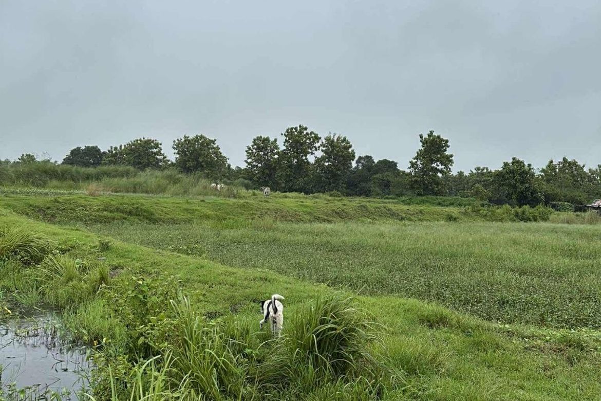 Land for Sale in San Jose, Concepcion, Tarlac – photo 7