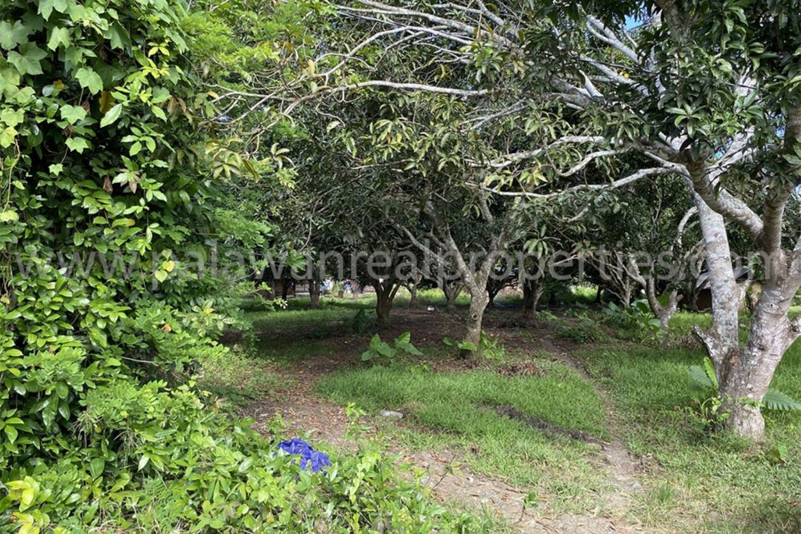 Land for Sale in San Jose, Puerto Princesa, Palawan – photo 2
