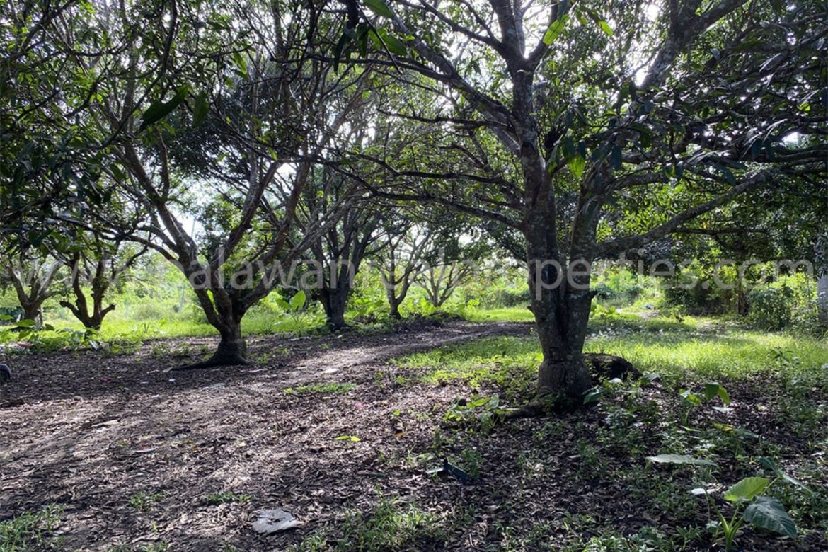 Land for Sale in San Jose, Puerto Princesa, Palawan – photo 3