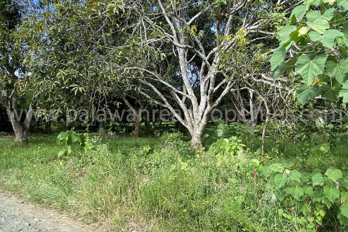 Land for Sale in San Jose, Puerto Princesa, Palawan – photo 7