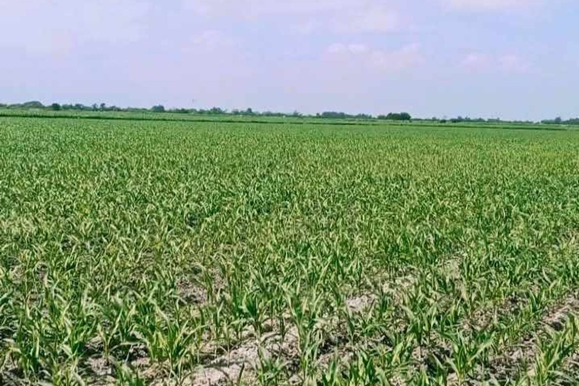 Land for Sale in San Jose, San Antonio, Nueva Ecija – photo 5