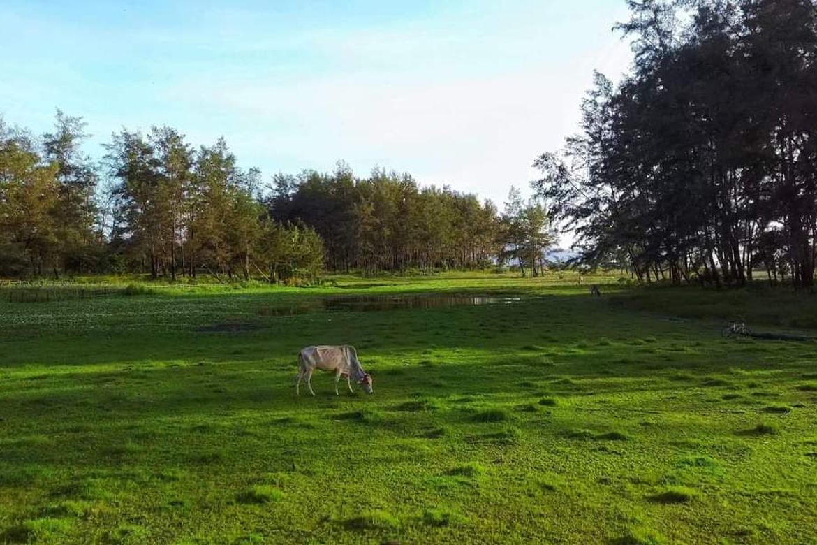 Land for Sale in San Jose, San Narciso, Zambales – photo 2