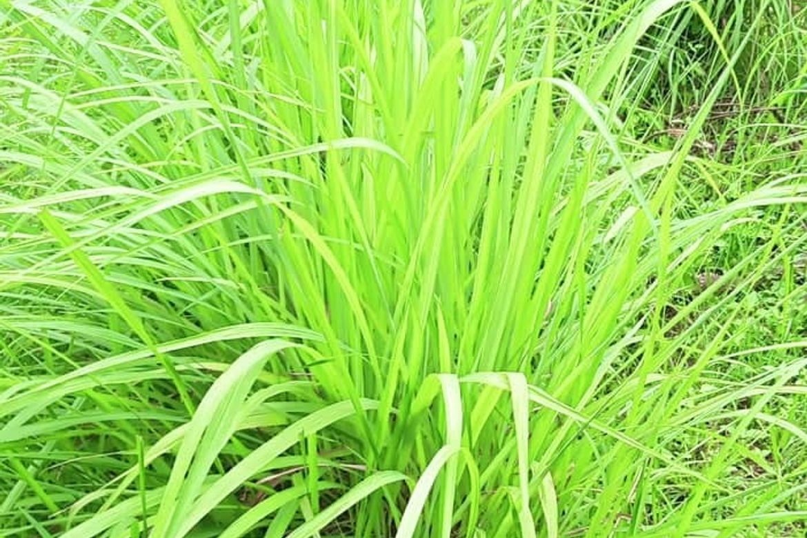 Land for Sale in San Lorenzo, Norzagaray, Bulacan – photo 5