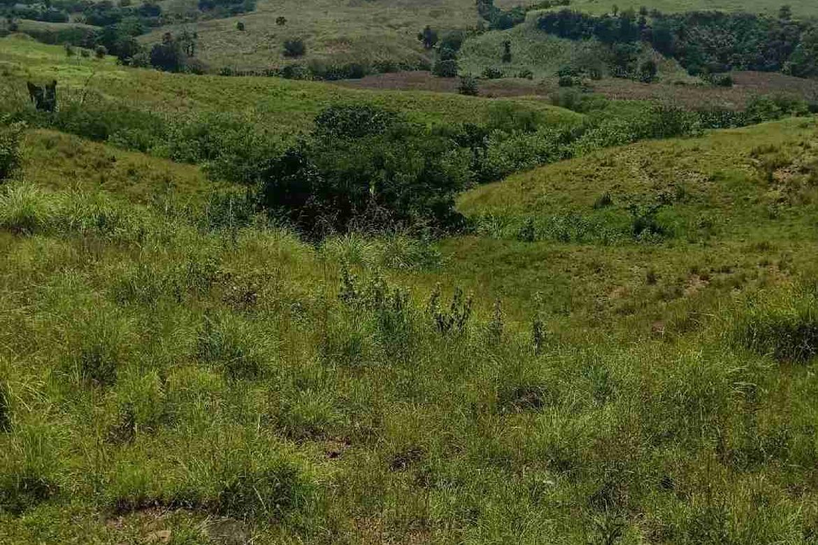 Land for Sale in San Luis, Cauayan, Isabela