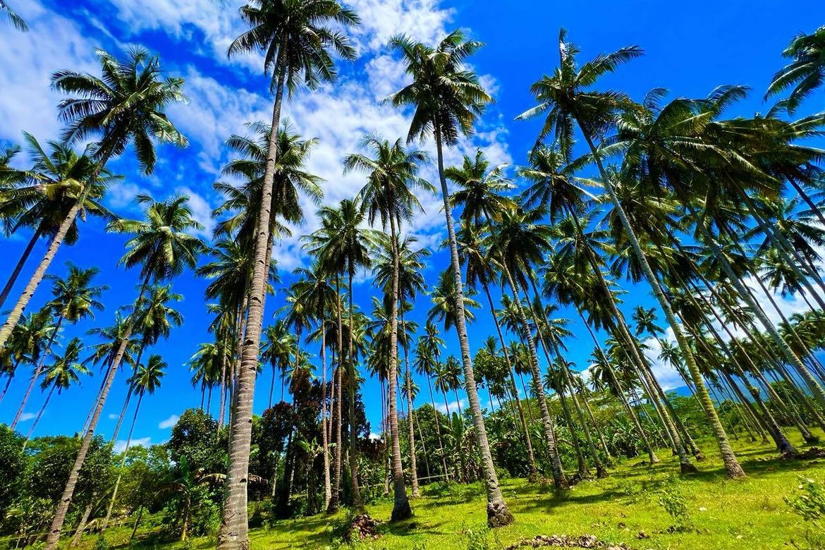 Land for Sale in San Luis, Gingoog, Misamis Oriental – photo 4
