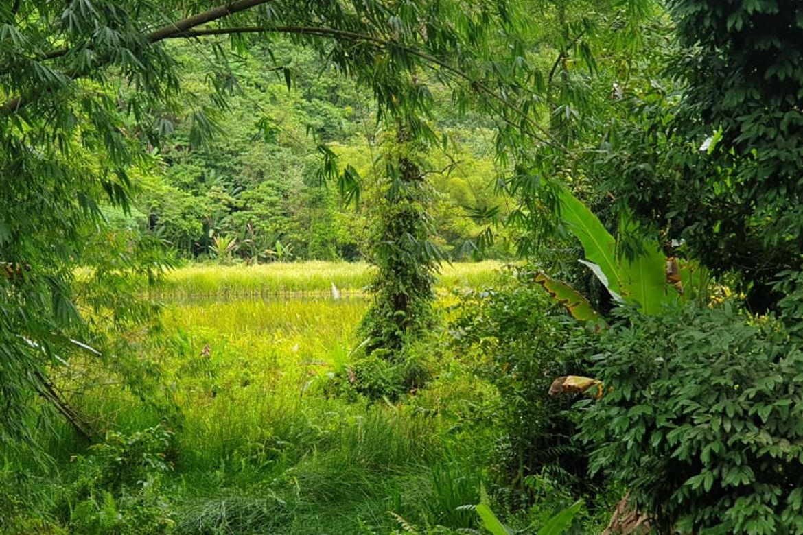 Land for Sale in San Luis, Malitbog, Bukidnon – photo 5