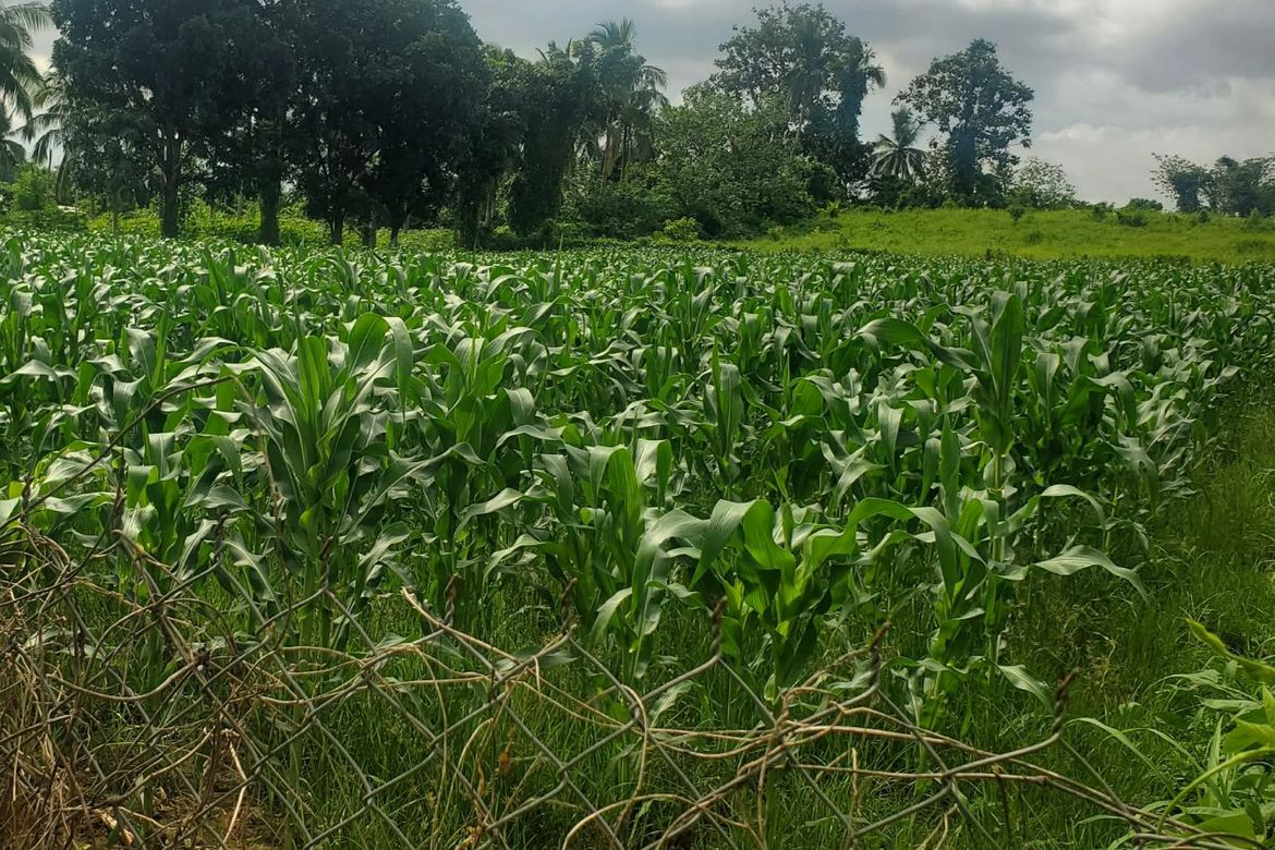 Land for Sale in San Marcos, San Pablo, Laguna – photo 5