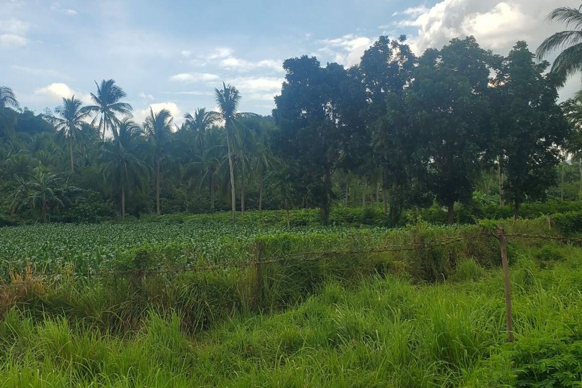Land for Sale in San Marcos, San Pablo, Laguna – photo 7