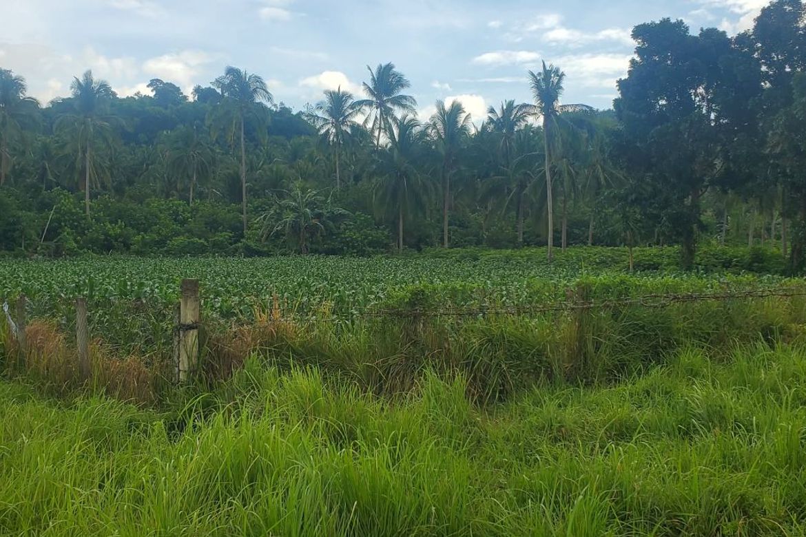 Land for Sale in San Marcos, San Pablo, Laguna – photo 8