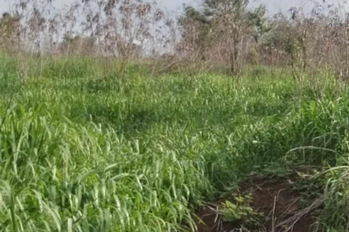 Land for Sale in San Mateo, Arayat, Pampanga – photo 2