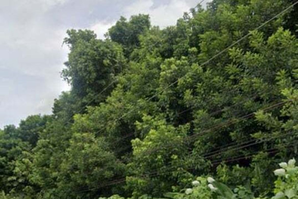 Land for Sale in San Miguel, Tagum, Davao del Norte