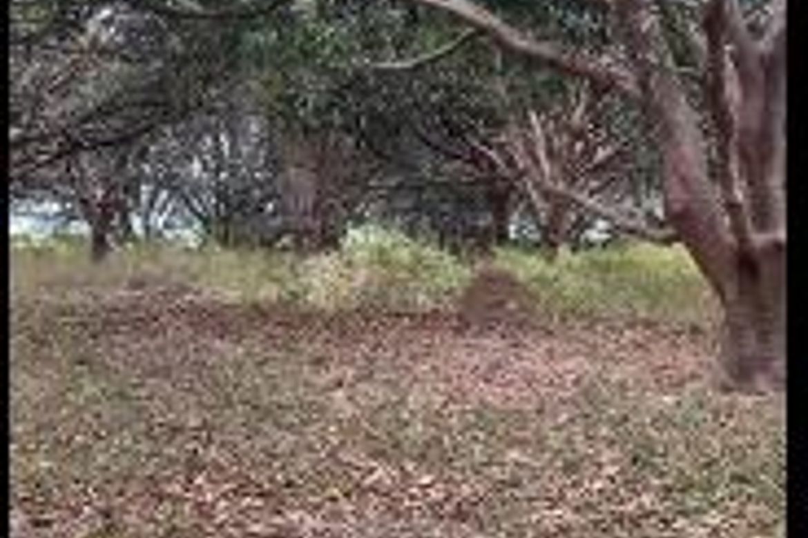 Land for Sale in San Nicolas, Concepcion, Tarlac – photo 3