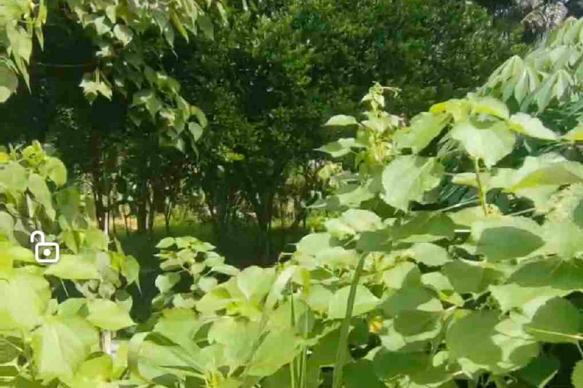 Land for Sale in San Nicolas, Panabo, Davao del Norte – photo 3