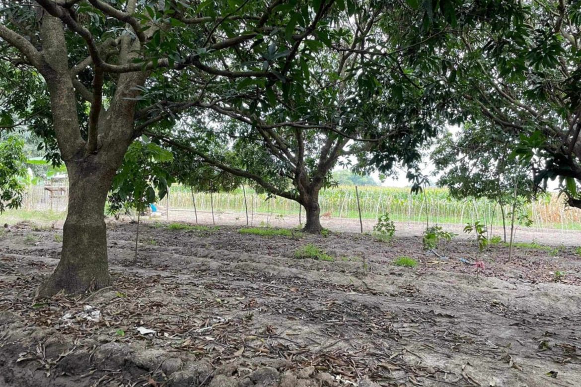 Land for Sale in San Nicolas, Tarlac, Tarlac