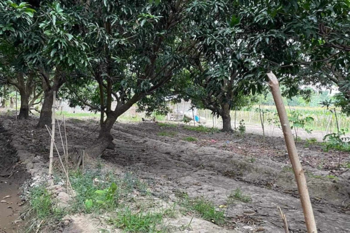 Land for Sale in San Nicolas, Tarlac, Tarlac – photo 2