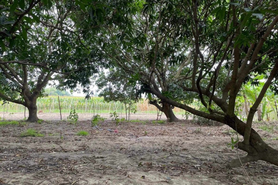 Land for Sale in San Nicolas, Tarlac, Tarlac – photo 3