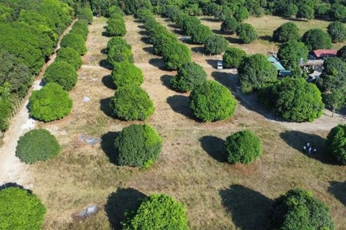 Land for Sale in San Pablo, Castillejos, Zambales
