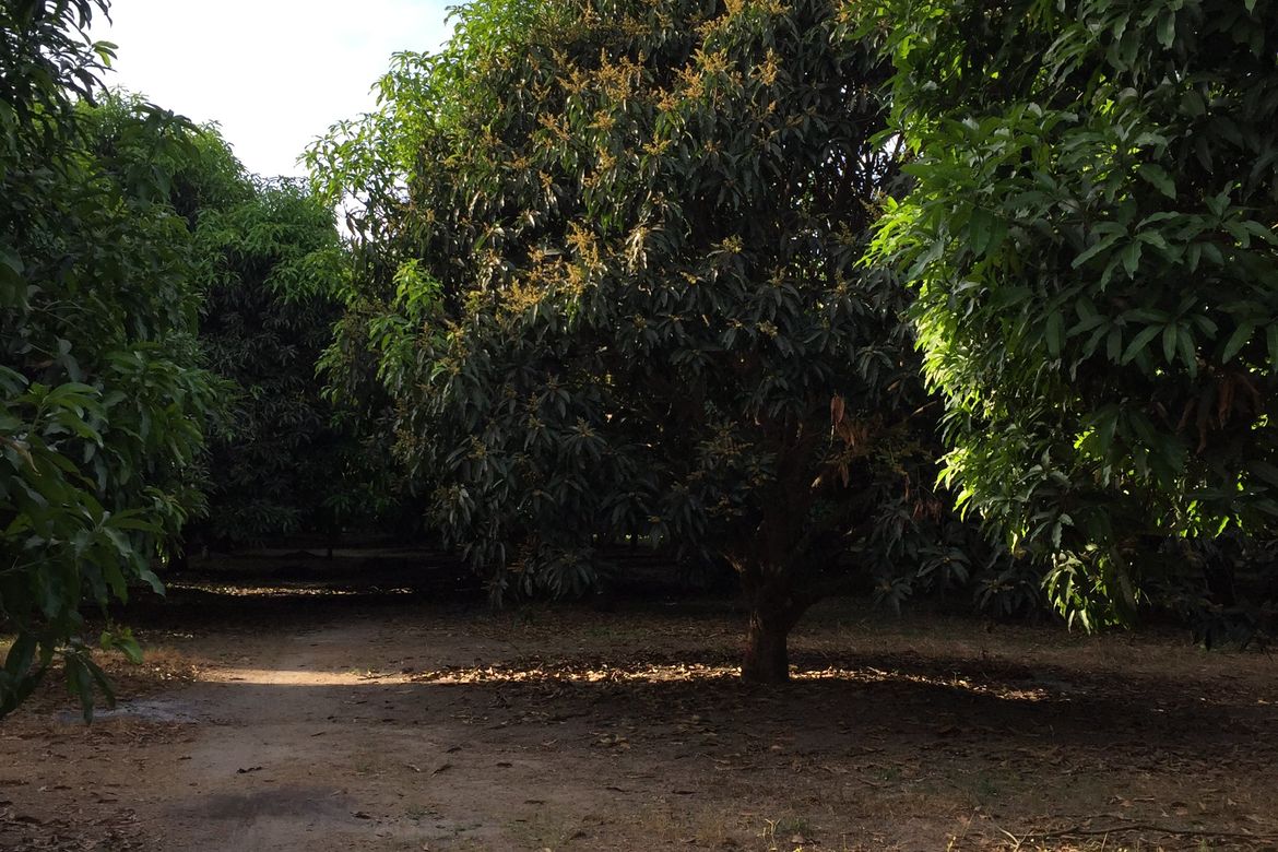 Land for Sale in San Pedro II, Magalang, Pampanga