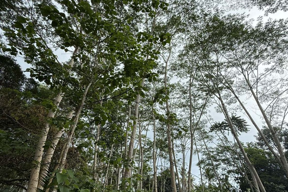 Land for Sale in San Pedro, Polanco, Zamboanga del Norte – photo 5
