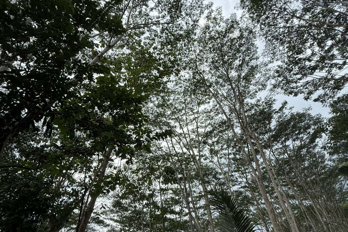 Land for Sale in San Pedro, Polanco, Zamboanga del Norte – photo 8