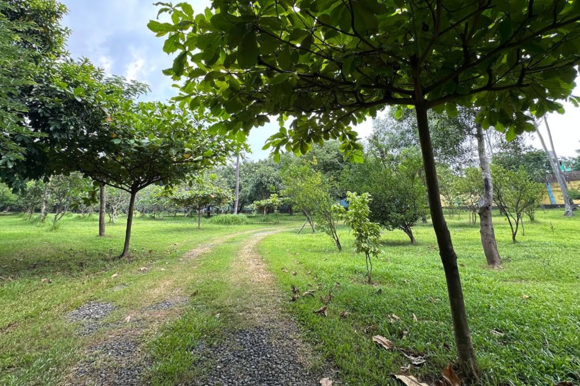 Land for Sale in San Pedro, Santo Tomas, Batangas – photo 7