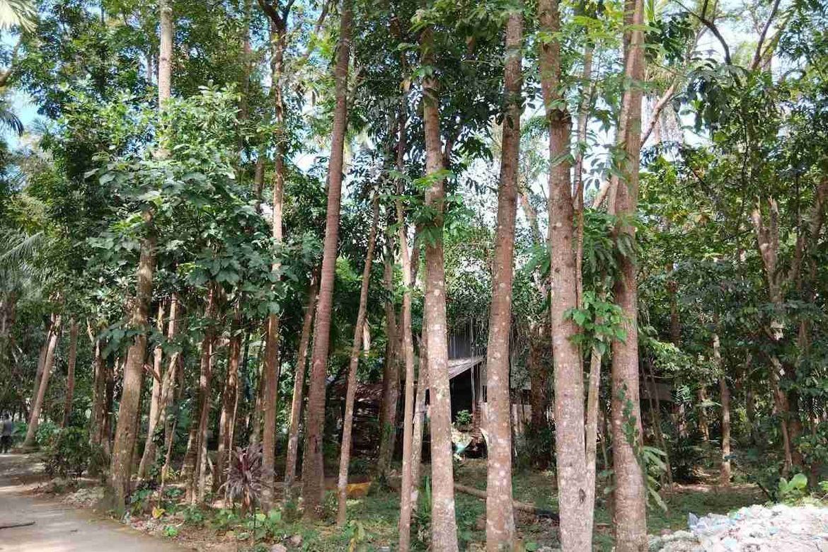 Land for Sale in San Pedro, Santo Tomas, Batangas