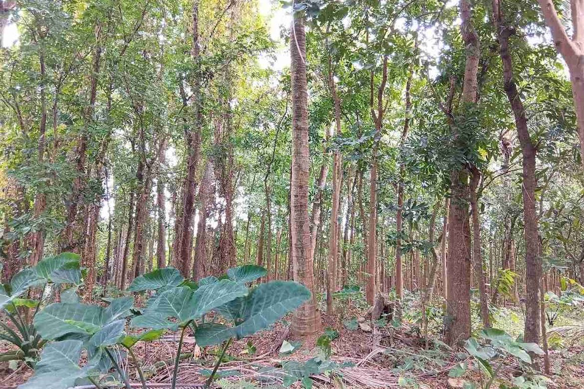 Land for Sale in San Pedro, Santo Tomas, Batangas – photo 2