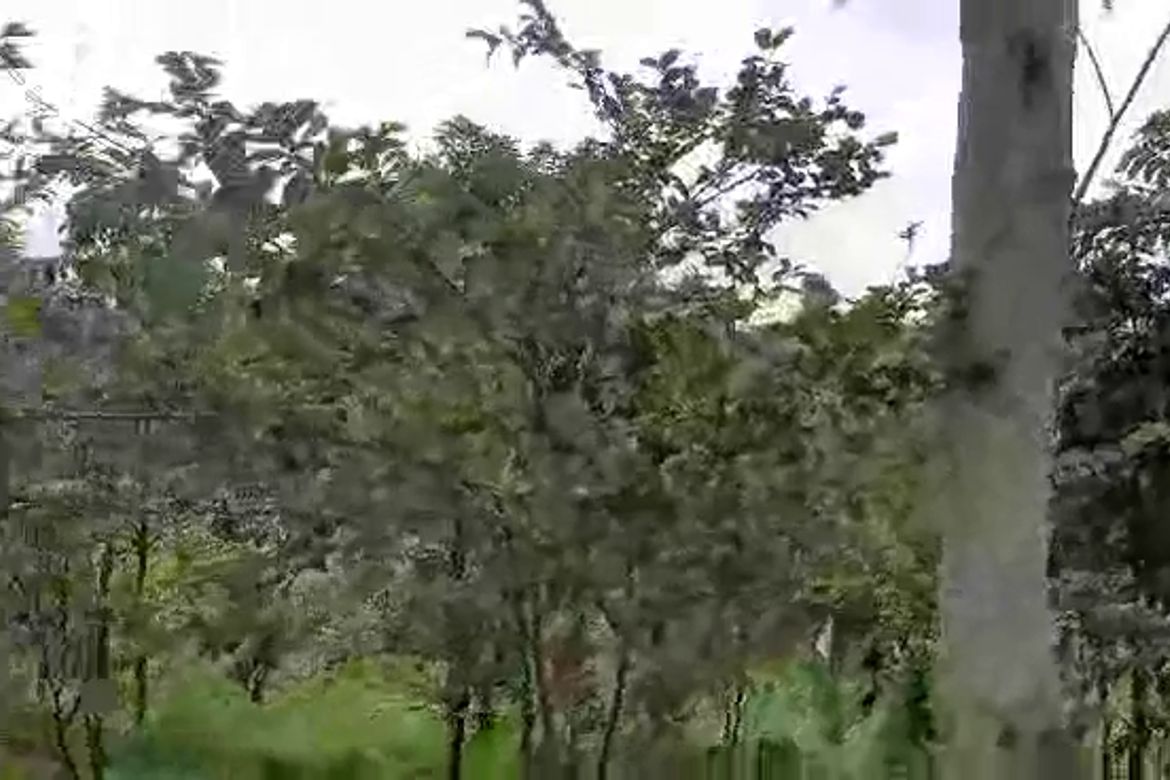 Land for Sale in San Rafael, Talakag, Bukidnon – photo 3