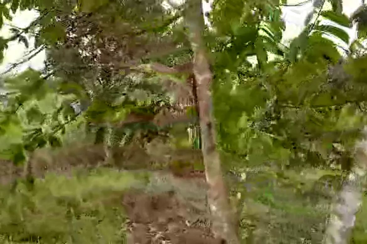 Land for Sale in San Rafael, Talakag, Bukidnon – photo 7