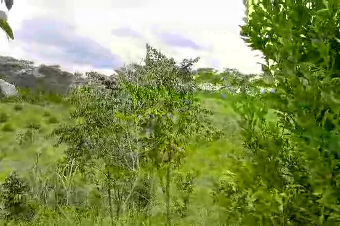 Land for Sale in San Rafael, Talakag, Bukidnon – photo 8