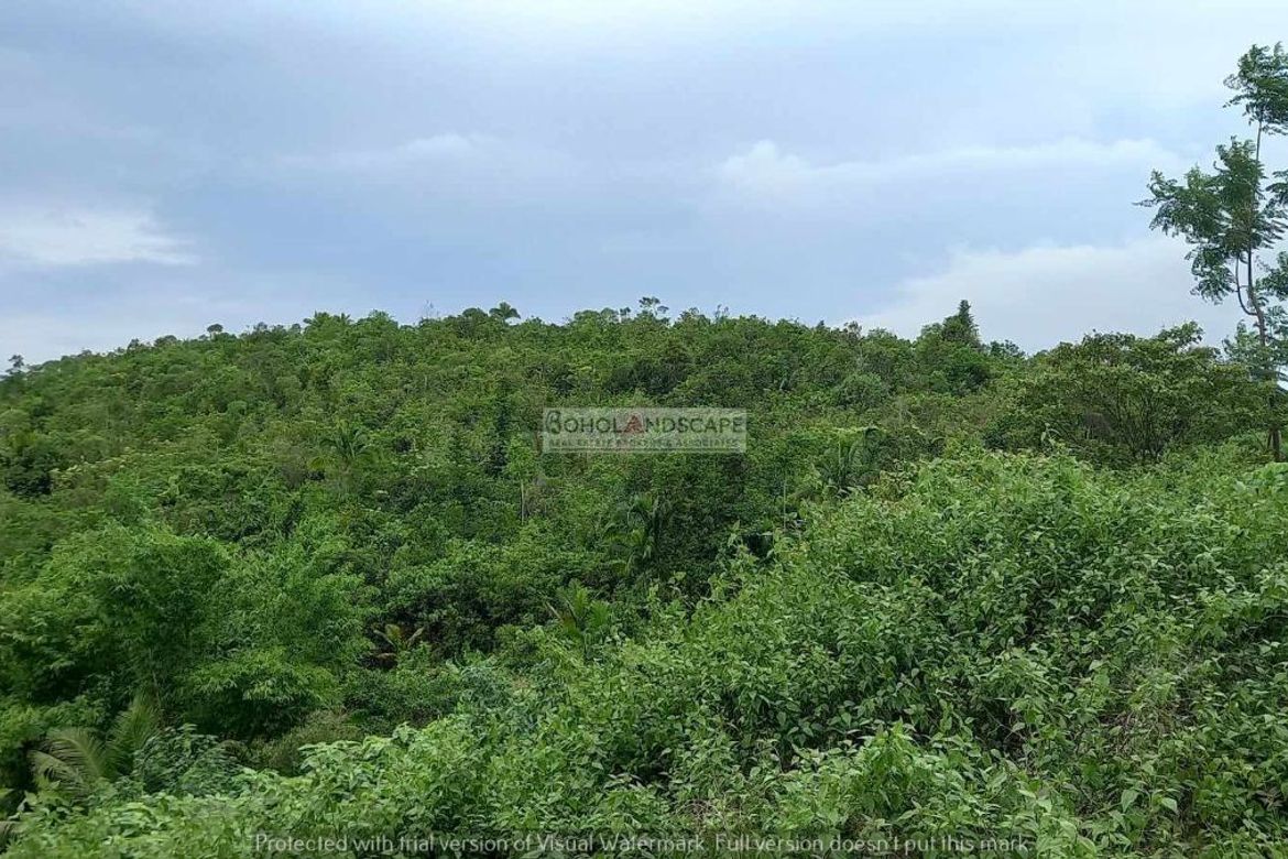 Land for Sale in San Roque, Baclayon, Bohol – photo 5