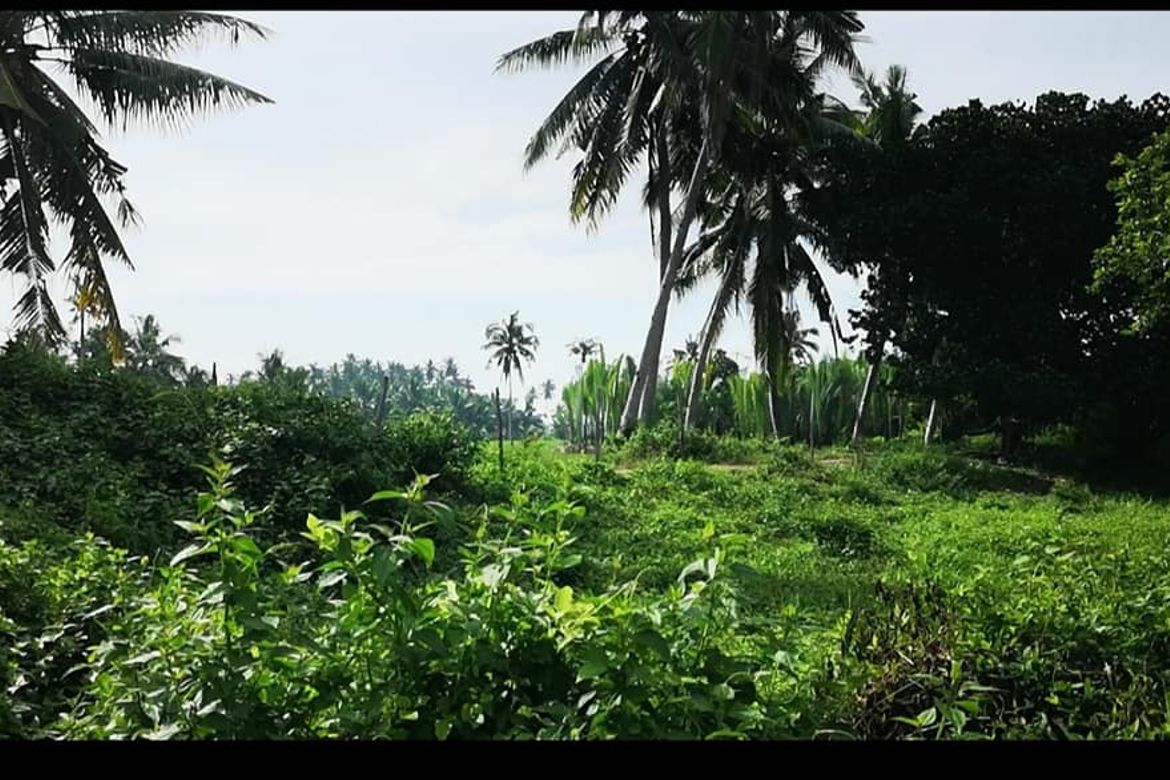 Land for Sale in San Vicente, Banaybanay, Davao Oriental – photo 2