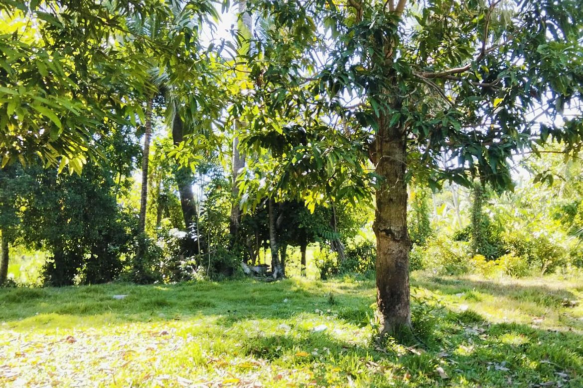 Land for Sale in San Vicente, Liloan, Cebu – photo 7